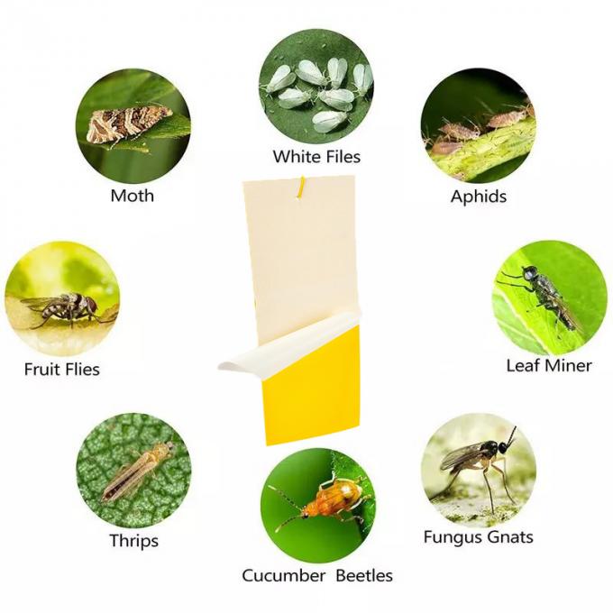 Indoor Outdoor FLY Trap Sticky Paper for Effective and Safe Pest Control 5